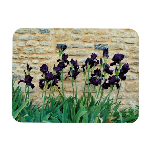 Gedekte Iris Magneet (Horizontaal)