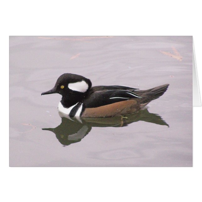 Gedekte Merganser (Voorkant Horizontaal)