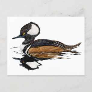 Gedekte Merganser Briefkaart