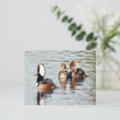 Gedekte Merganser Ducks Foto Briefkaart (Staand voorkant)