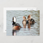Gedekte Merganser Ducks Foto Briefkaart (Voorkant / Achterkant)