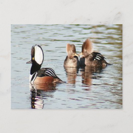 Gedekte Merganser Ducks Foto Briefkaart (Voorkant)