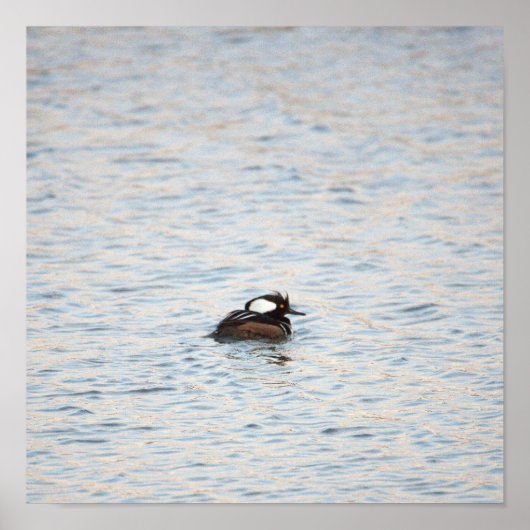 Gedekte Merganser Poster (Voorkant)