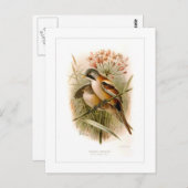 Gedekte reedling briefkaart (Voorkant / Achterkant)