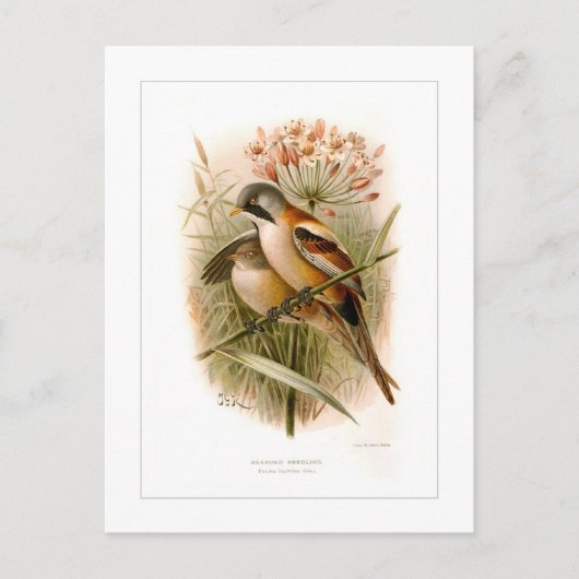 Gedekte reedling briefkaart (Voorkant)