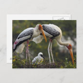 Gedekte winkels en jonge winkels op nest, Keoladeo Briefkaart (Voorkant / Achterkant)