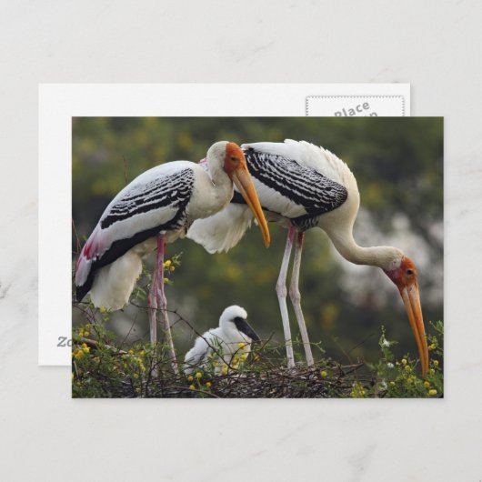 Gedekte winkels en jonge winkels op nest, Keoladeo Briefkaart (Voorkant / Achterkant)