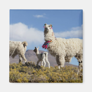 Gedeormeerde lama in de Puna, bergen van de Andes  Magneet