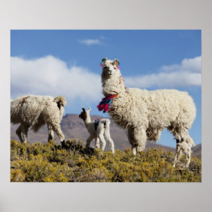 Gedeormeerde lama in de Puna, bergen van de Andes  Poster