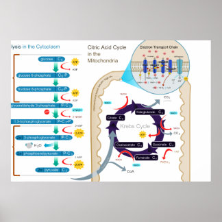 Gedetailleerd diagram van cellulaire ademhaling poster