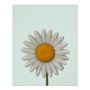 Gedetailleerd ontwerp van White Daisy Botanical Ar Perfect Poster