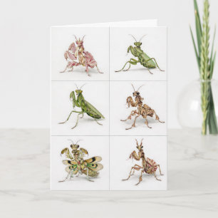 Gedetailleerde bidsprinkhaan soort kunst insecten  kaart
