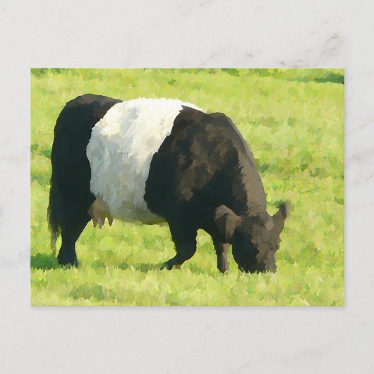 Gedetineerde kijk Geloofde Galloway Cow in Field Briefkaart (Voorkant)