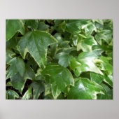 Gedifferentieerd klimop poster (Voorkant)