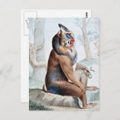 Gedifferentieerde Baboon  kunst Briefkaart (Voorkant / Achterkant)