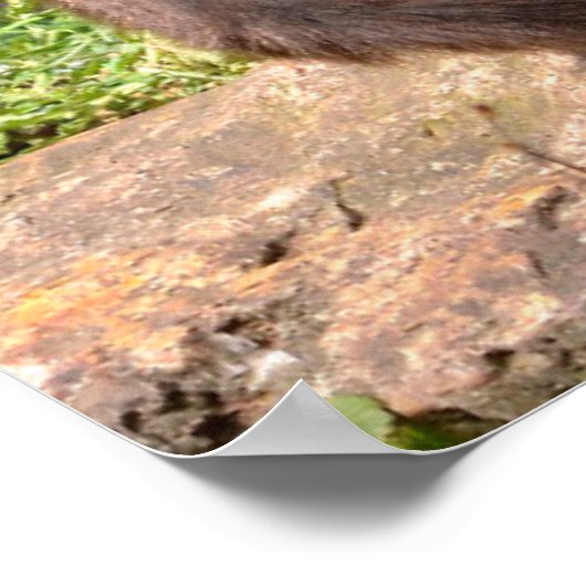 Gedifferentieerde spinaap op feestdag poster (Hoek)