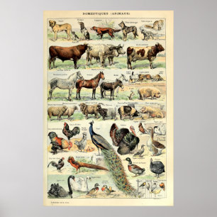  gedomesticeerde dieren door Adolphe Millot Poster