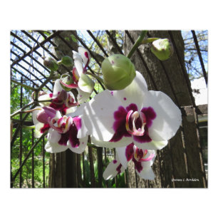 Gedopte Paarse en witte phalaenopsis Orchid Foto Afdruk