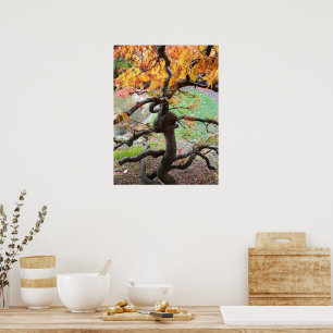 Gedraaide Japanse Esdoorn in de herfst Poster