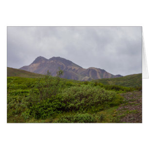 Gedraaide schoonheid in Denali