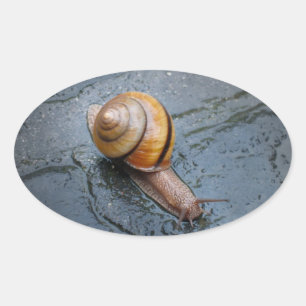 Gedreven slak op een regenachtige dag ovale sticker