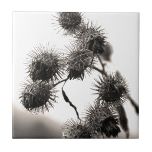 Gedroogd bureau tegeltje