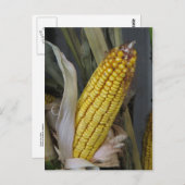 Gedroogde corn Stalk Briefkaart (Voorkant / Achterkant)