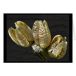 Gedroogde Lily Seed Pods