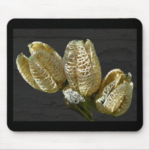 Gedroogde Lily Seed Pods Muismat