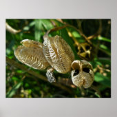 Gedroogde Lily Seed Pods Poster (Voorkant)