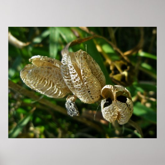 Gedroogde Lily Seed Pods Poster (Voorkant)