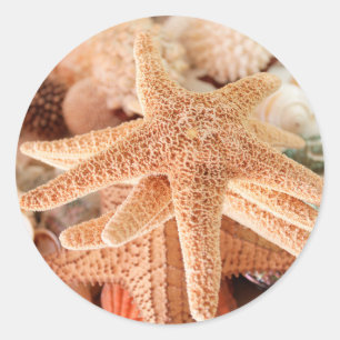 Gedroogde zeesterren verkocht als souvenirs 2 ronde sticker