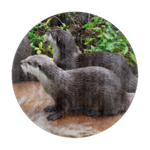 *Geduld aan het water: twee kleine grijze otters Snijplank