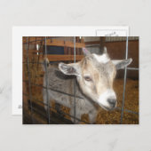 Geef me het voer! briefkaart (Voorkant / Achterkant)