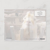 Geef me het voer! Geiten Briefkaart (Achterkant)