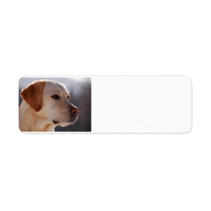 geel 3 Labrador_Retriever.png Etiket
