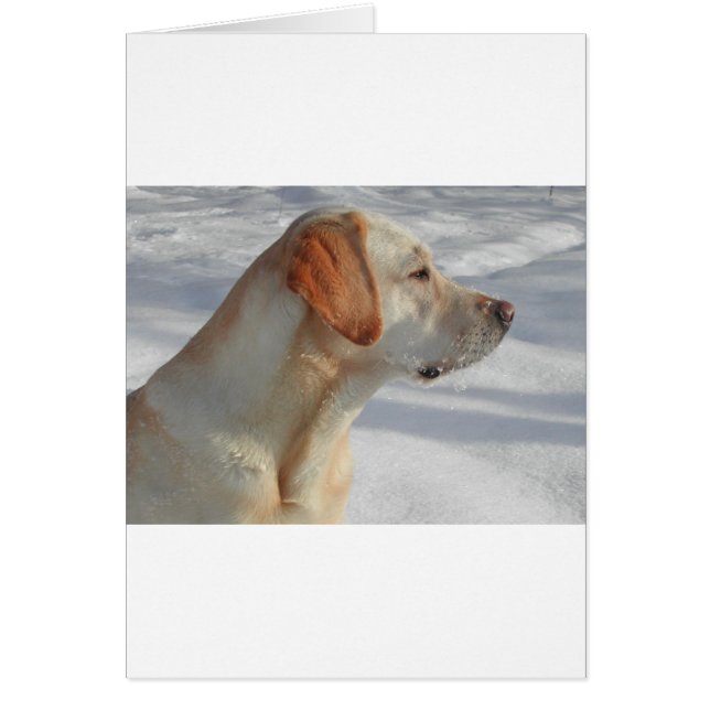 geel 4 lab (Voorkant)