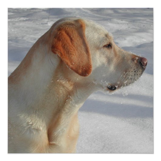 geel 4 lab perfect poster (Voorkant)