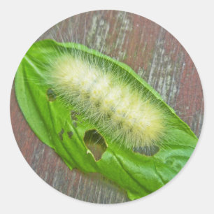 Geel Beer Caterpipe Virginiaanse tijger moth Items Ronde Sticker