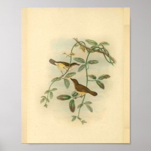 Geel Bellied Flycatcher Bird  Print