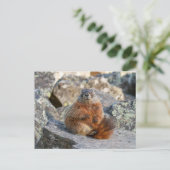 Geel-Bellied Marmot Briefkaart (Staand voorkant)
