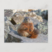 Geel-Bellied Marmot Briefkaart (Voorkant)