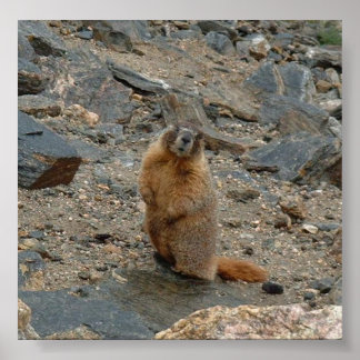 Geel-Bellied Marmot Poster