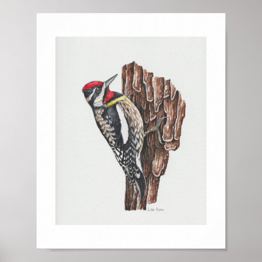 Geel-bellied Sapsucker Art Print (Voorkant)