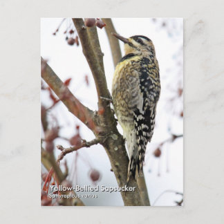 Geel-Bellied Sapsucker Briefkaart