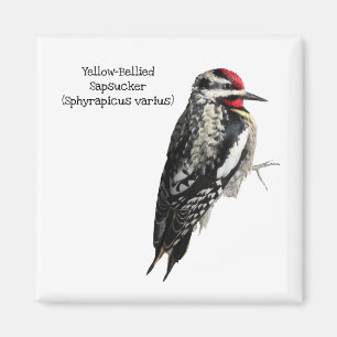 Geel-Bellied Sapsucker Magneet