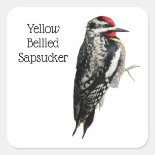Geel-Bellied Sapsucker Vierkante Sticker