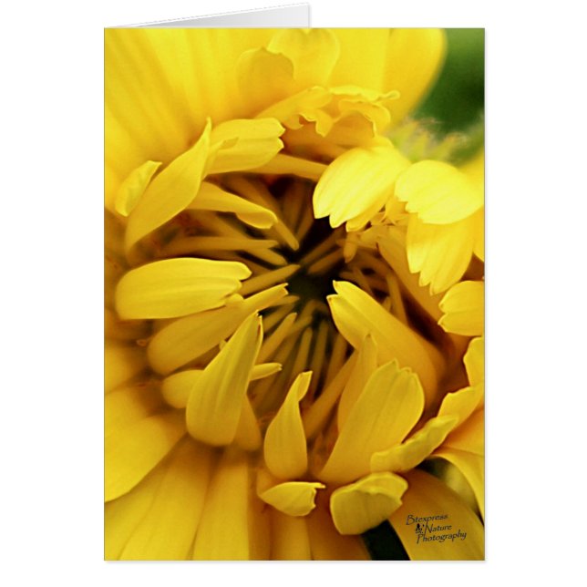 Geel Bloom (5.0) (Voorkant)