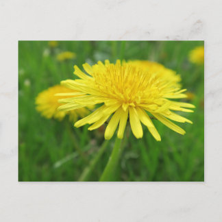 geel, boterbloem, plant, paardenbloem, weide, briefkaart
