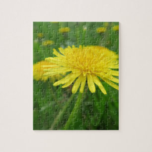 geel, boterbloem, plant, paardenbloem, weide, legpuzzel